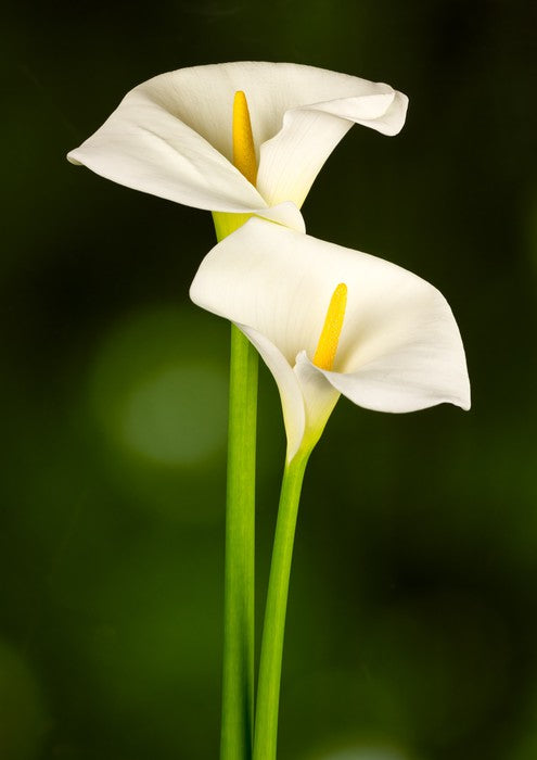 Calla couple