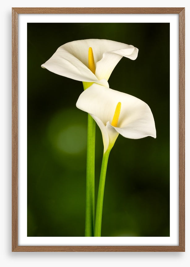 Calla couple
