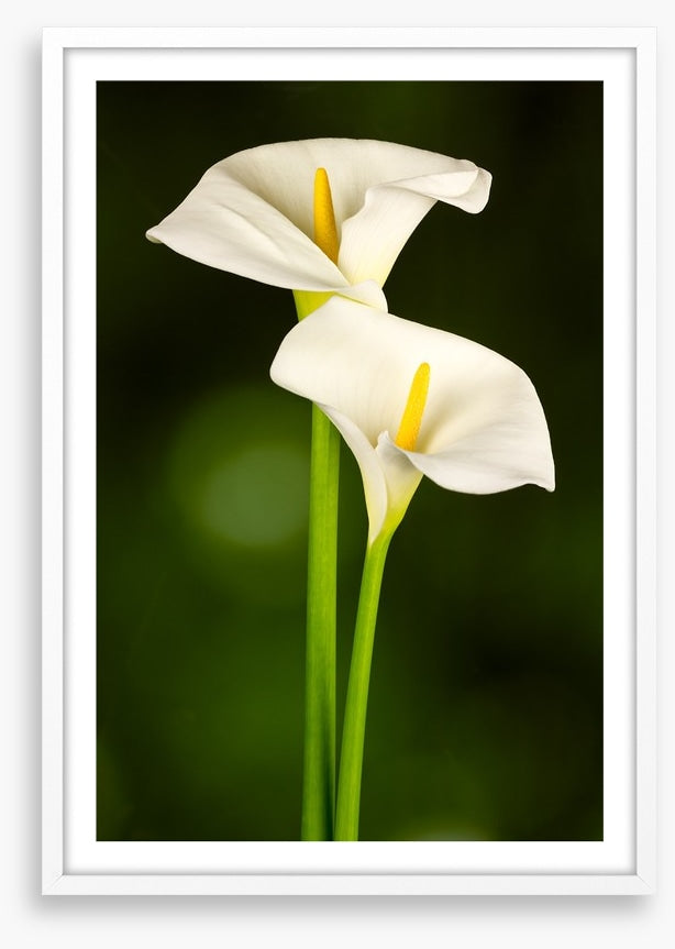 Calla couple