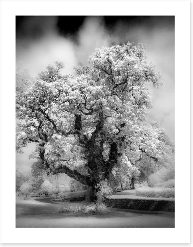 Majestic oak tree