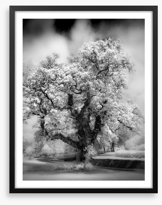 Majestic oak tree