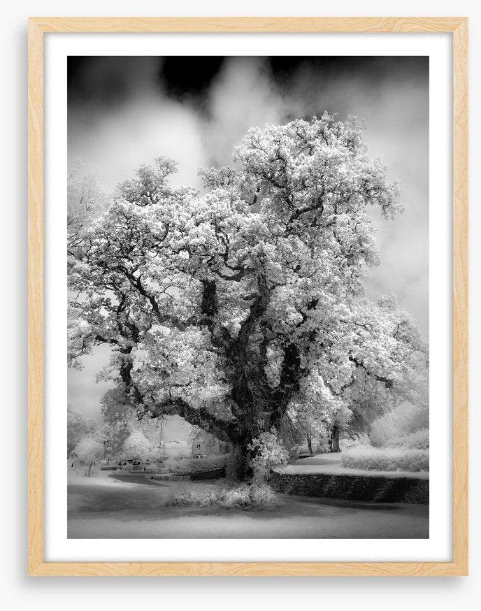 Majestic oak tree