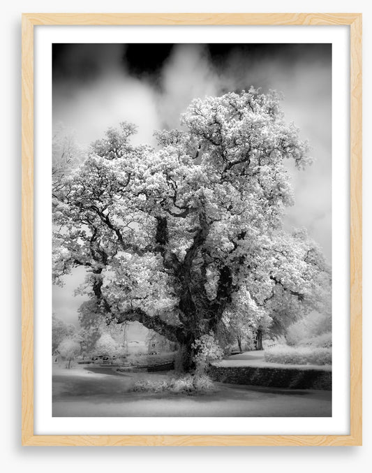 Majestic oak tree