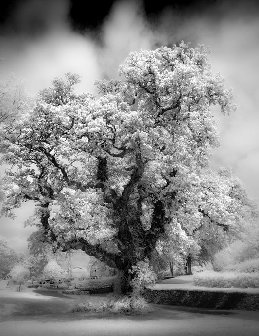 Majestic oak tree