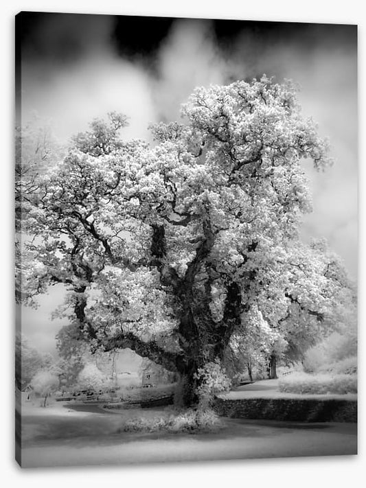 Majestic oak tree