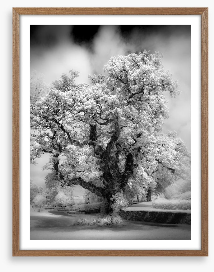 Majestic oak tree