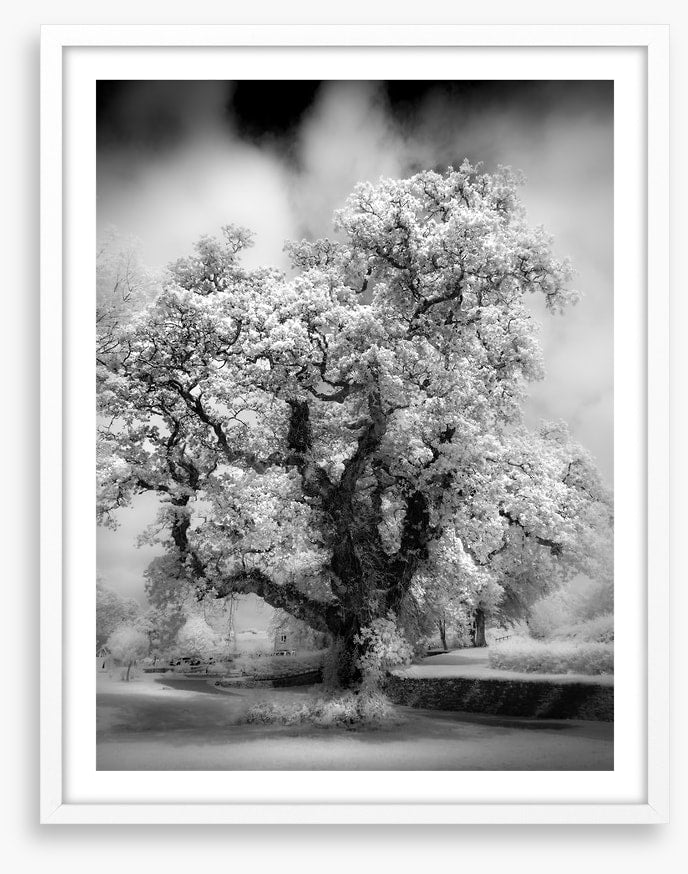 Majestic oak tree