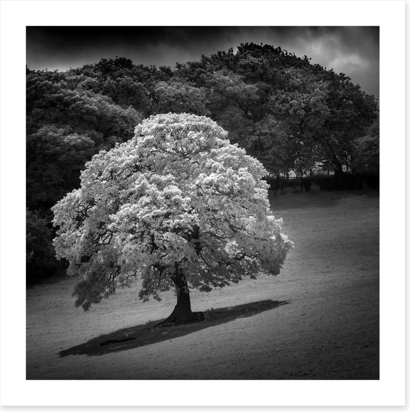 Trees