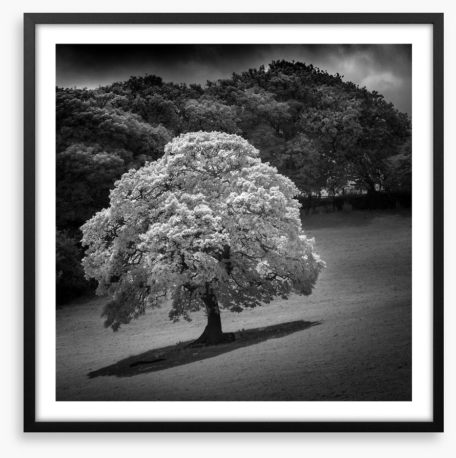Trees