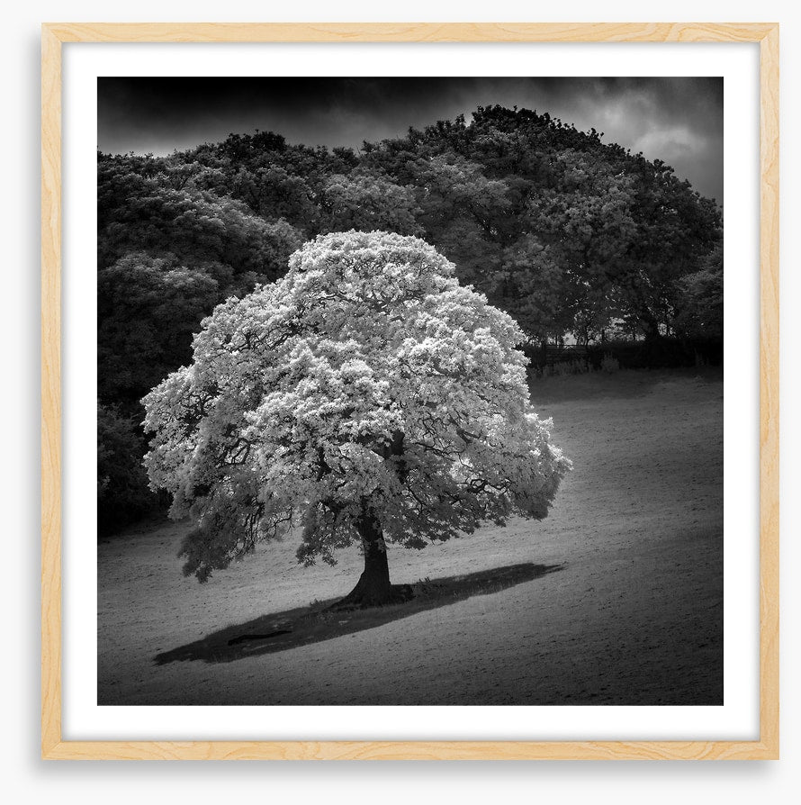 Trees