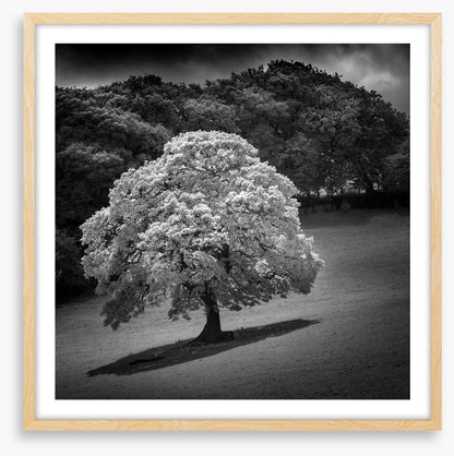 Trees