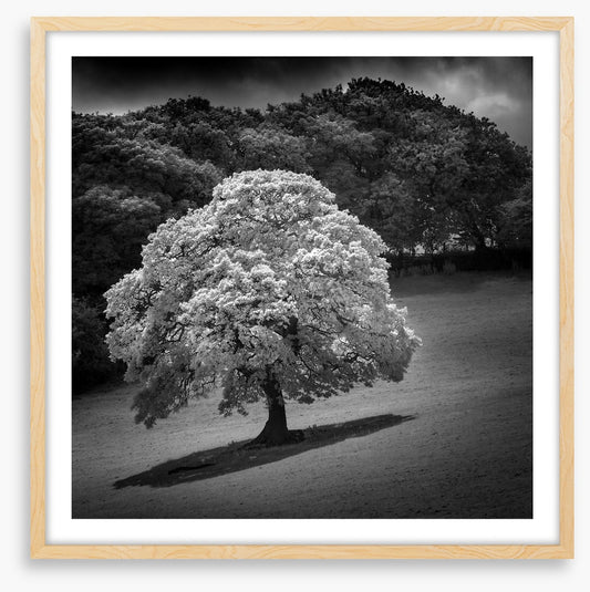 Trees