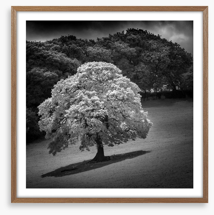 Trees