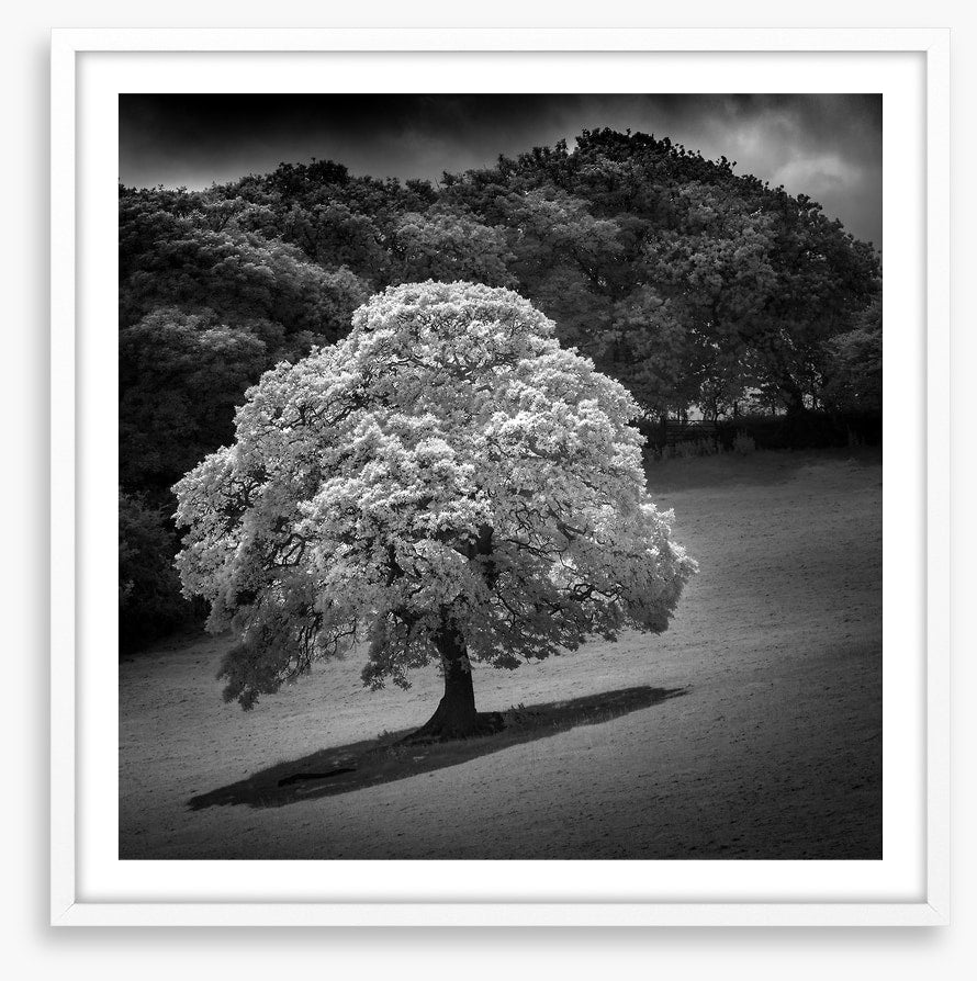 Trees