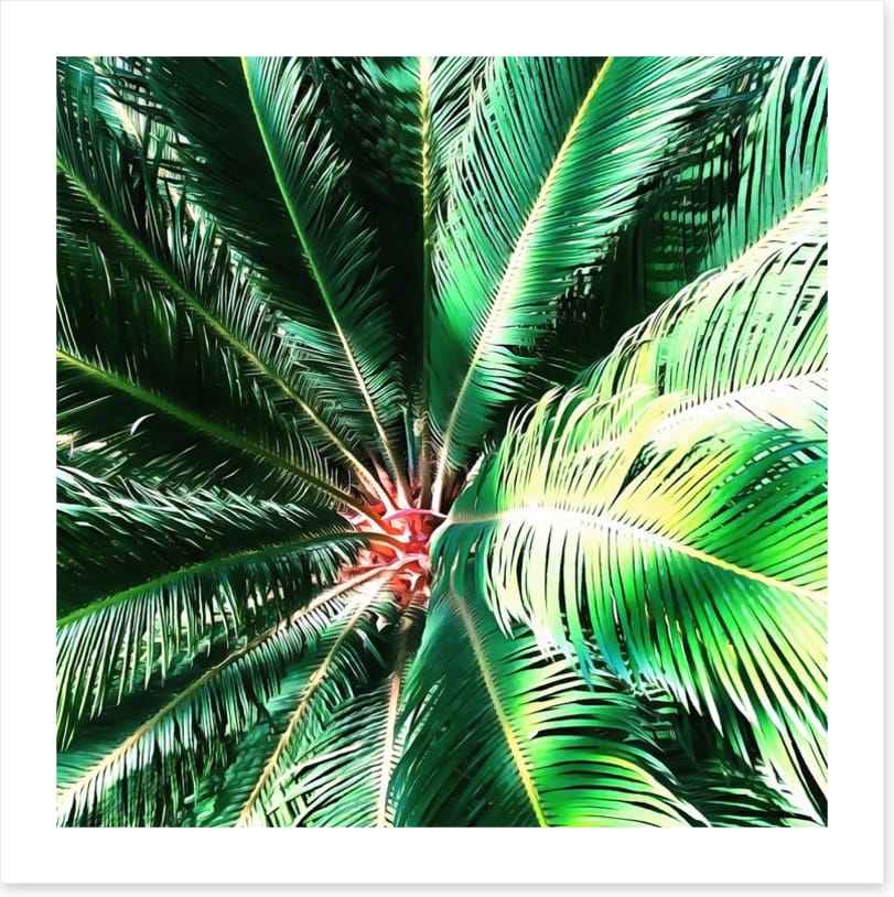 The coconut tree