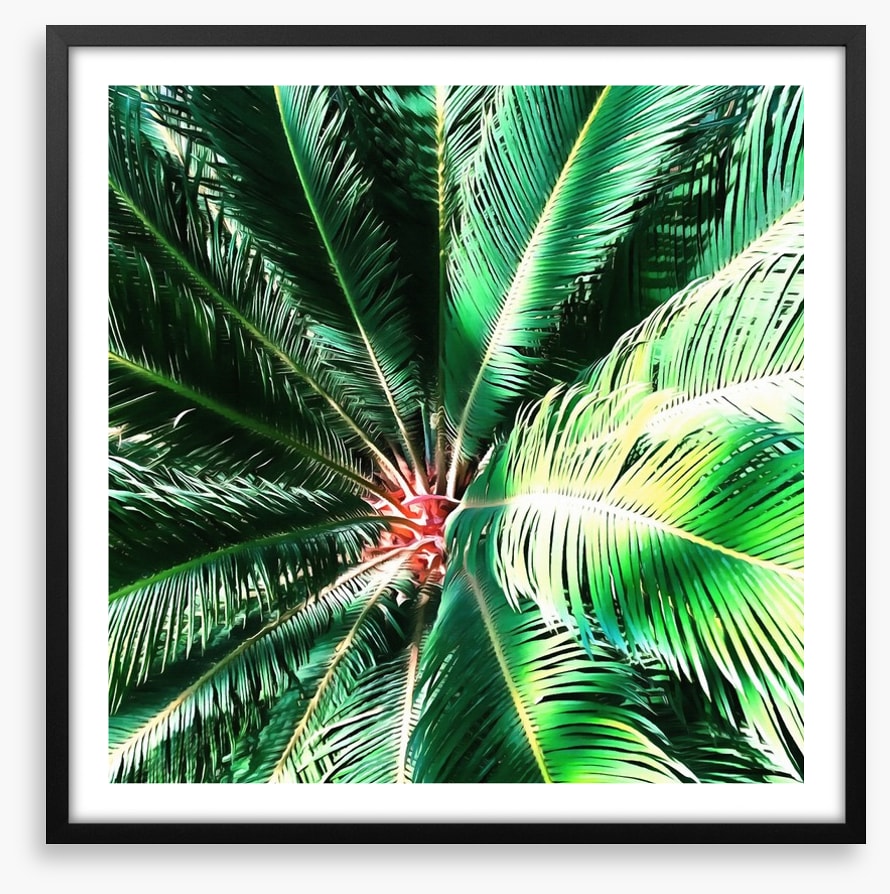 The coconut tree