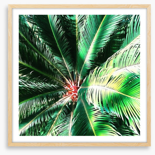 The coconut tree
