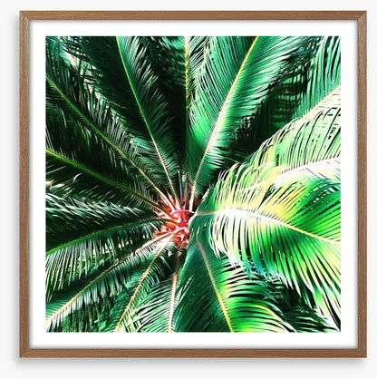 The coconut tree