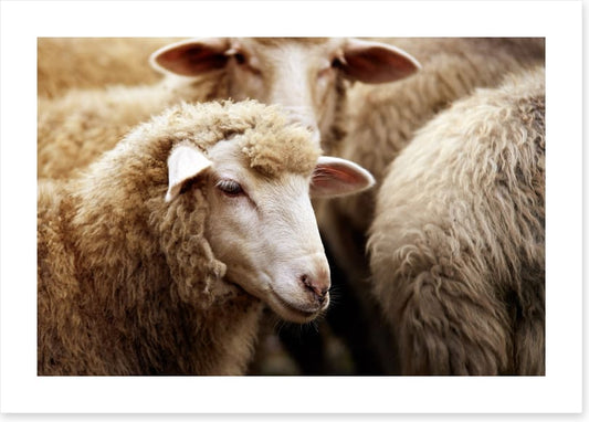 Watching ewe