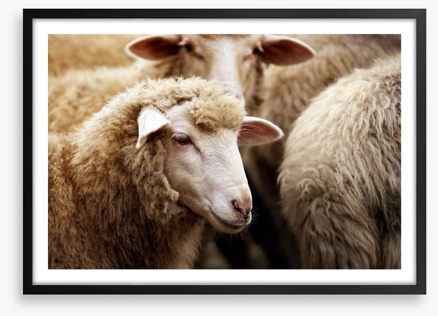 Watching ewe