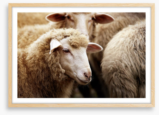 Watching ewe