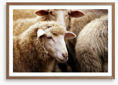 Watching ewe