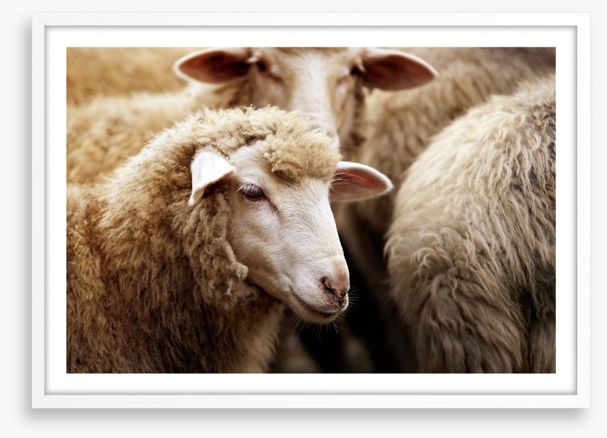 Watching ewe