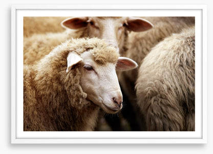 Watching ewe