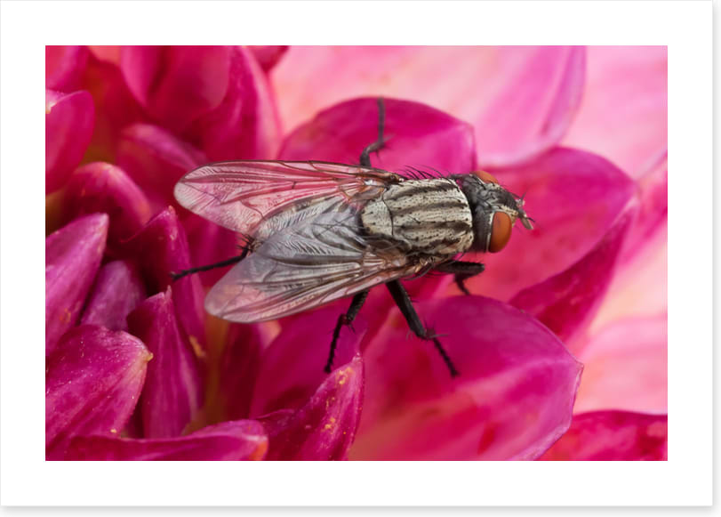 Insects