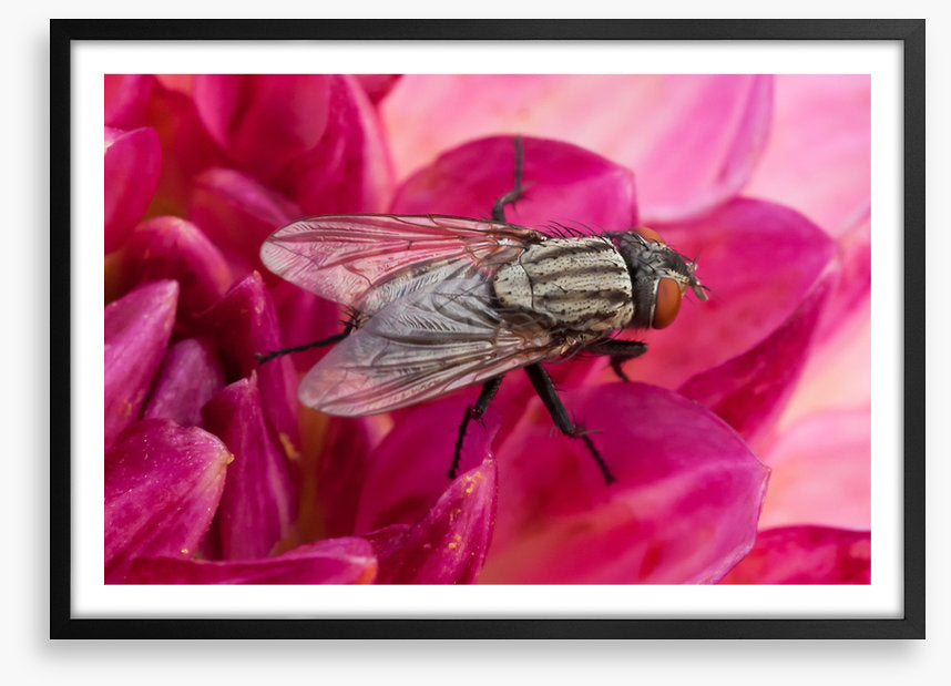 Insects