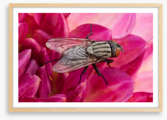 Insects