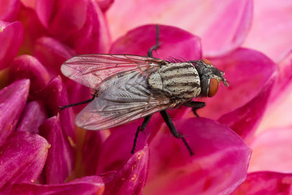 Insects
