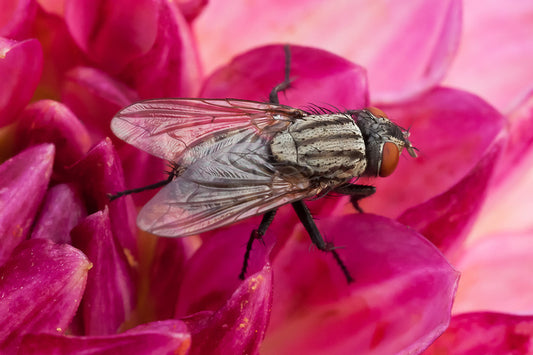 Insects