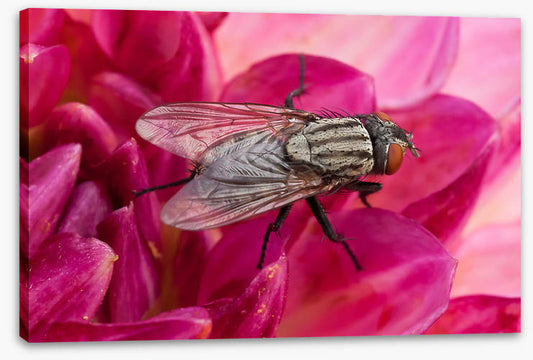 Insects