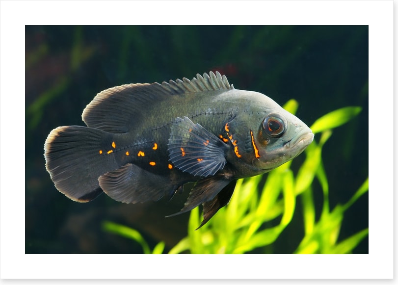 Fish / Aquatic