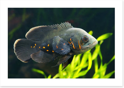 Fish / Aquatic