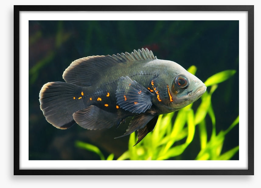 Fish / Aquatic
