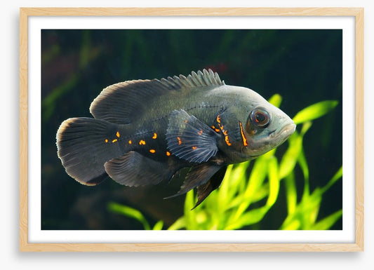 Fish / Aquatic