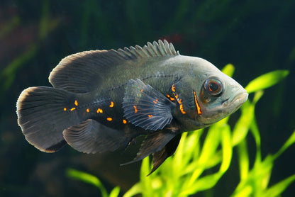 Fish / Aquatic