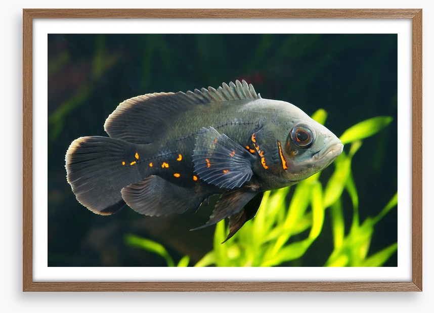 Fish / Aquatic