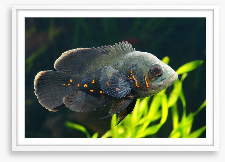 Fish / Aquatic