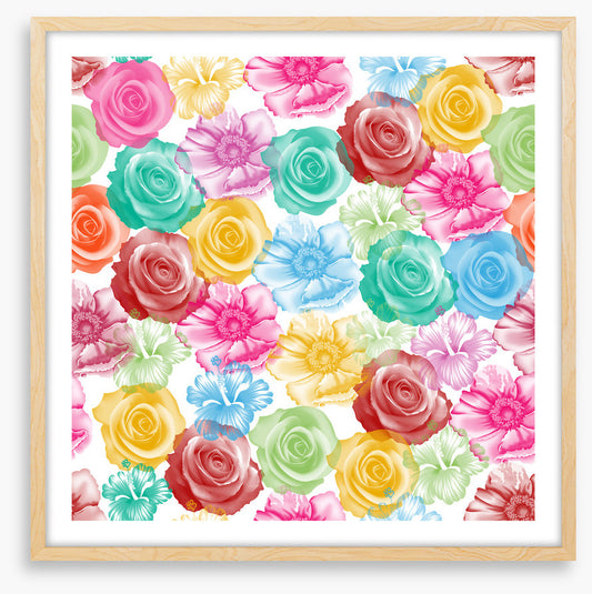 Rainbow of roses