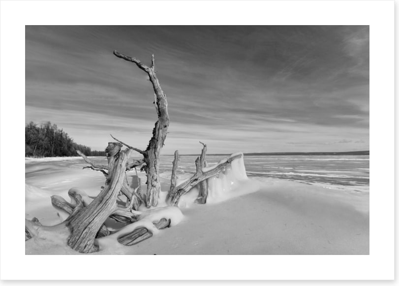 Driftwood freeze