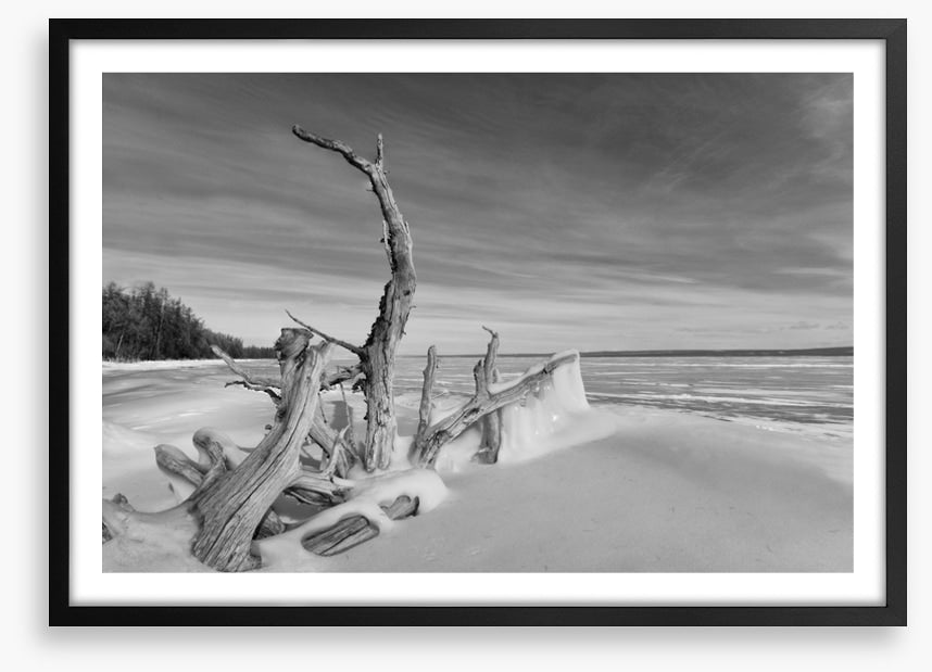 Driftwood freeze