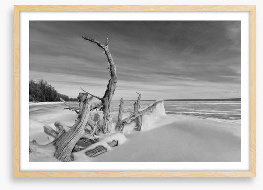 Driftwood freeze