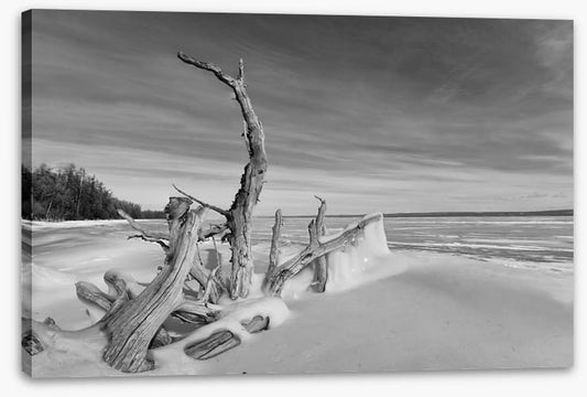 Driftwood freeze