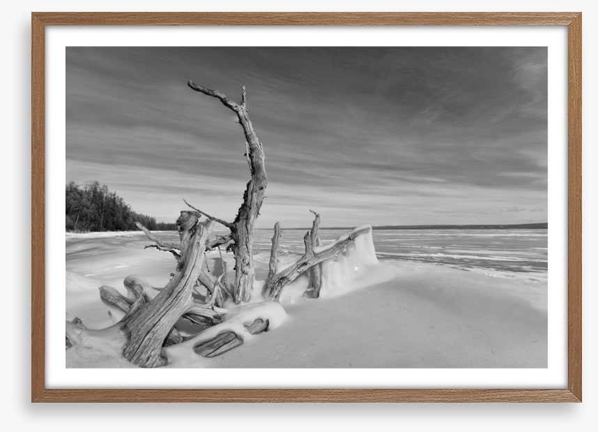 Driftwood freeze