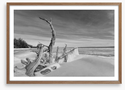 Driftwood freeze
