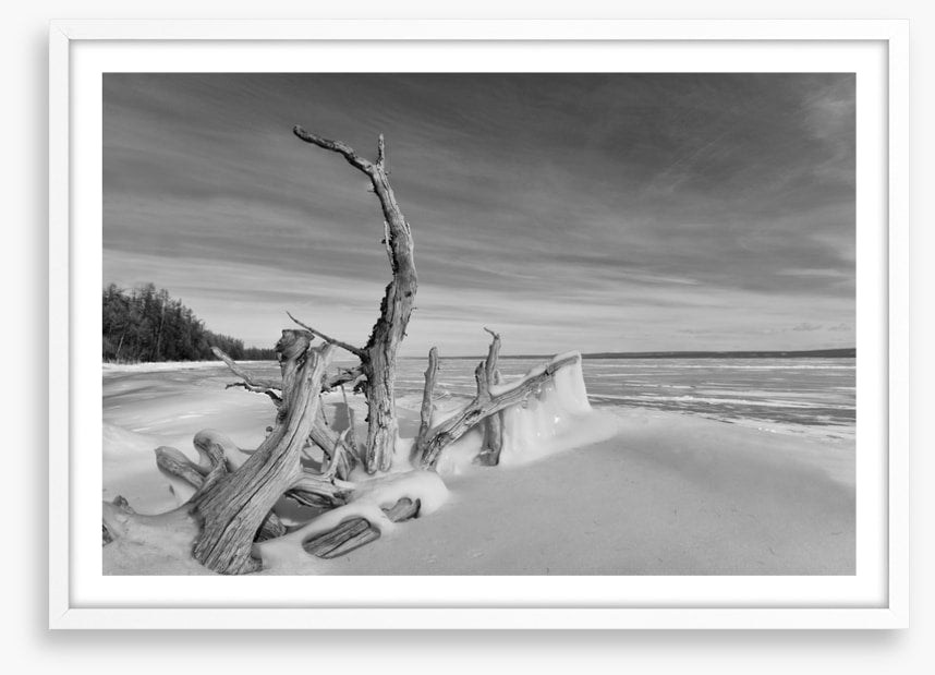 Driftwood freeze