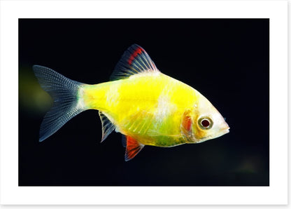 Fish / Aquatic